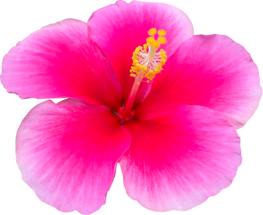 pink hibiscus